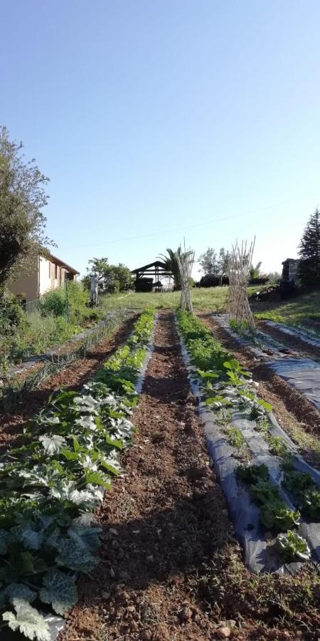Podere Baloo Suvereto Exteriér fotografie