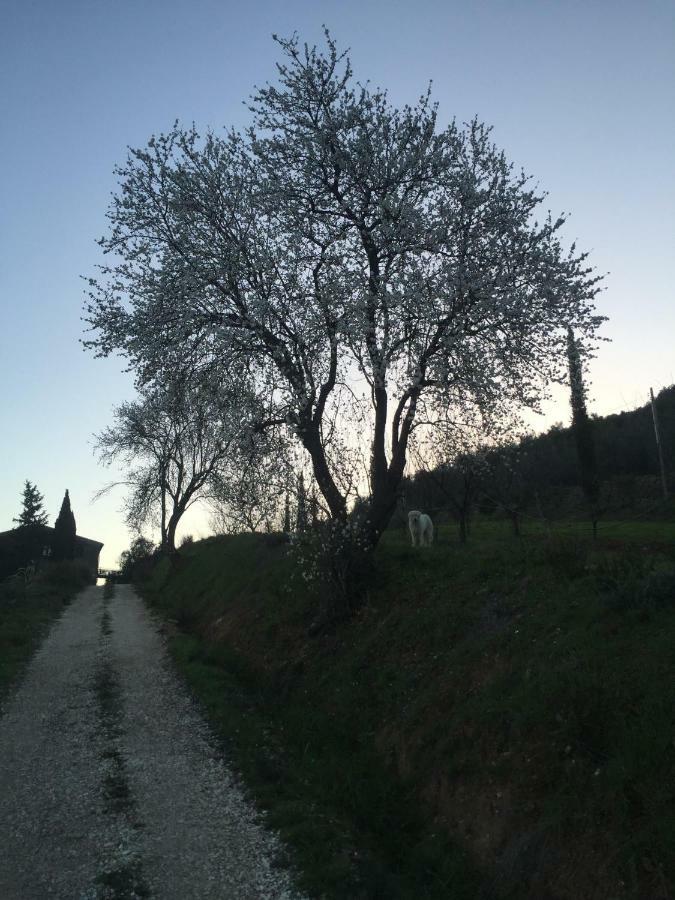 Podere Baloo Suvereto Exteriér fotografie